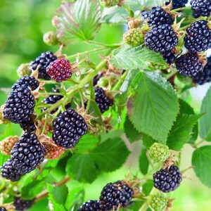 Puede incluir: Primer plano de un arbusto de moras con moras maduras de color p&uacute;rpura oscuro y hojas verdes. Algunas moras a&uacute;n est&aacute;n verdes o rojas, lo que indica diferentes etapas de madurez. El fondo es un verde suave y borroso.