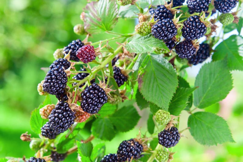 Puede incluir: Primer plano de un arbusto de moras con moras maduras de color p&uacute;rpura oscuro y hojas verdes. Algunas moras a&uacute;n est&aacute;n verdes o rojas, lo que indica diferentes etapas de madurez. El fondo es un verde suave y borroso.