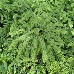 20 Maidenhair Fern Plant Bare Root Adiantum pedatum Organic Roots