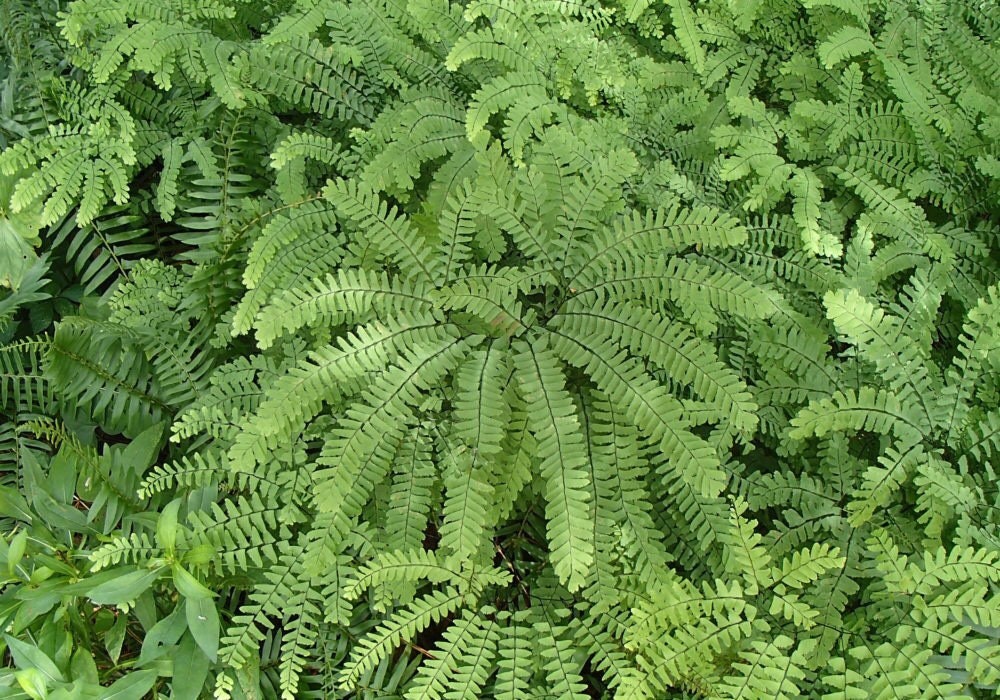 20 Maidenhair Fern Plant Bare Root Adiantum diaphanum Organic Roots