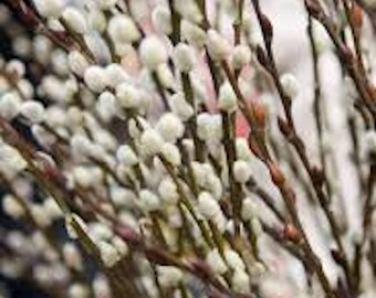 1 French Pussy Willow Plant 6-12"in Tall Salix caprea Deciduous Shrub Live Plant