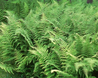 10 Fougère parfumée au foin racines nues Dennstaedtia punctilobula vivace