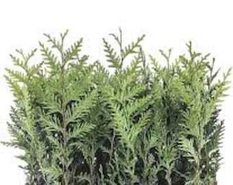 10 Emerald Green Arborvitae Tree Starter Plant Thuga Privacy Tree Bare Root Landscape Evergreen