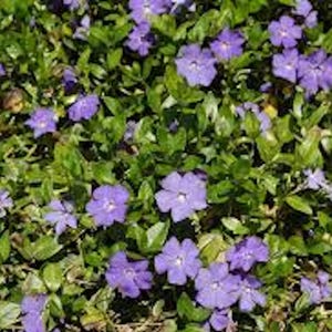 May include: A close-up view of a ground cover of periwinkle plants. The image shows numerous small, five-petaled, light purple flowers with yellow centers, set against a backdrop of glossy, green leaves. The flowers are in full bloom.