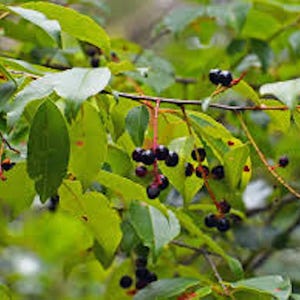 1 Black Cherry Tree Prunus serotina 12-24in Bare Root