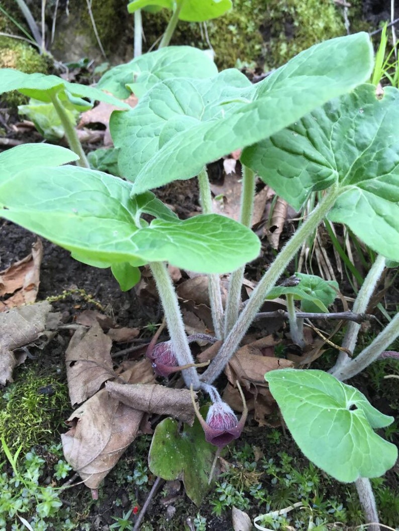 10 Wild Ginger Plants Bare Roots Asarum Canadense Organic Planting Stock Perennial image 5