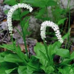 Puede incluir: Primer plano de una flor silvestre blanca con tallos largos y delgados y delicadas flores blancas. Las flores est&aacute;n dispuestas en racimos a lo largo de los tallos, creando una apariencia elegante y aireada. La planta crece en un entorno natural, rodeada de follaje verde.