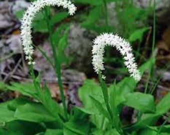10 fausses licornes Chamaelirium luteum racines nues, fleurs sauvages indigènes, racine étoilée, plante biologique