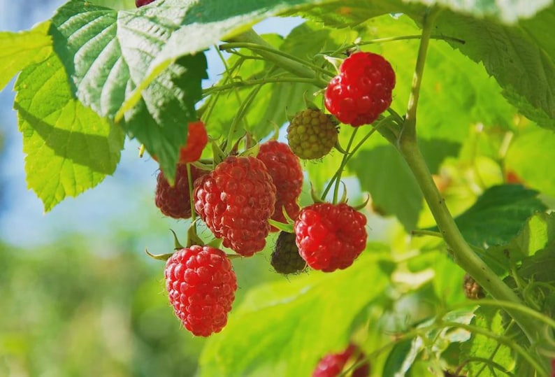 Red Raspberry Stem 3 Dorman Red Raspberry Starter Plug - Rubus Idaeus X Rubus Parviflorus ...