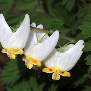 May include: Close-up of a cluster of white and yellow bleeding heart flowers. The delicate blooms have a heart-like shape with a yellow base. Dark green leaves provide a contrasting backdrop, highlighting the flowers' intricate details.