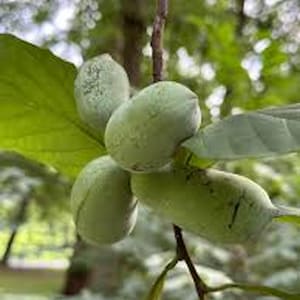 May include: Close-up of a cluster of green pawpaw fruits hanging from a tree branch. The fruits are oblong and have a smooth skin. The leaves are large and green, with a slightly glossy appearance. The background is blurred, showing more green foliage.