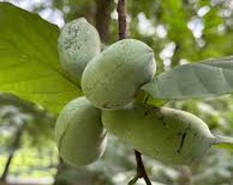 5 Pawpaw Tree  Asimina triloba Native Fruit Tree Bare Root