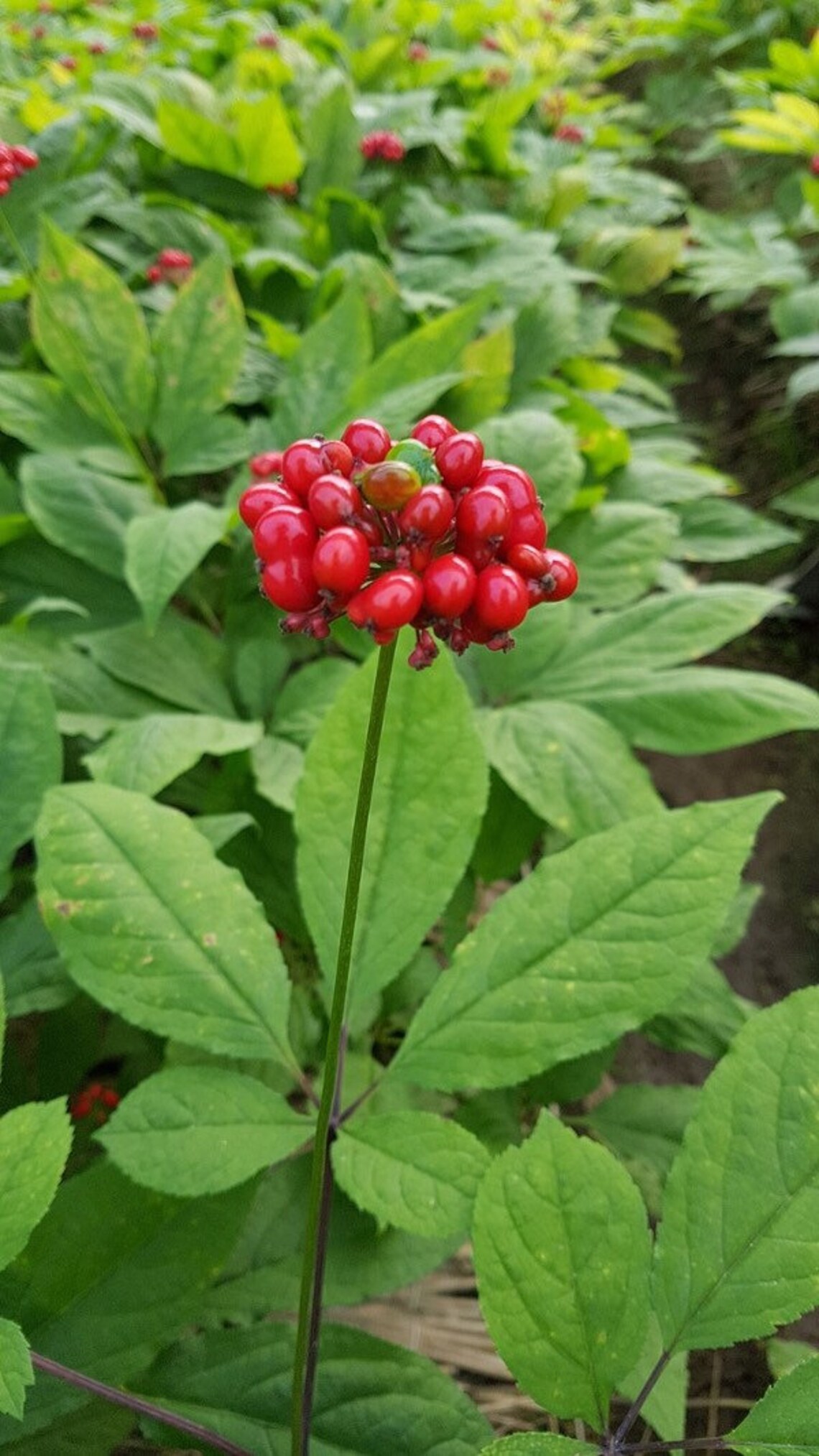 100 American Ginseng Seeds Stratified Panax Quinquefolius Etsy