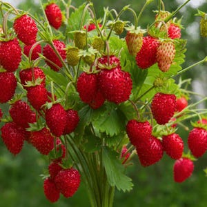 May include: A close-up of a cluster of ripe strawberries. The berries are a vibrant red color, with a textured surface and green leaves. Some berries are still green. The image is a close-up, showing the details of the fruit.