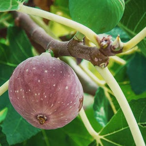 May include: Close-up of a fig tree branch with two figs. One fig is a deep purple color with white speckles, and the other is green. The leaves are a vibrant green, and the branches are brown.