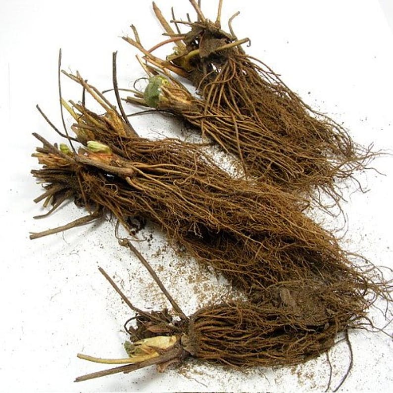 20 Quinault Strawberry Bare Roots - Fragaria × Ananassa - Etsy