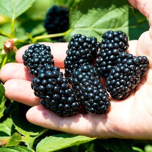K&ouml;nnte beinhalten: Nahaufnahme einer Hand, die eine Gruppe reifer Brombeeren h&auml;lt. Die Beeren sind tiefschwarz und gl&auml;nzend, mit einer strukturierten Oberfl&auml;che. Gr&uuml;ne Bl&auml;tter und Stiele im Hintergrund deuten auf eine nat&uuml;rliche Umgebung hin.