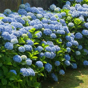 1 arbusto de hortensia Nikko Blue de 1 año, variedad Old Fashioned, raíz desnuda