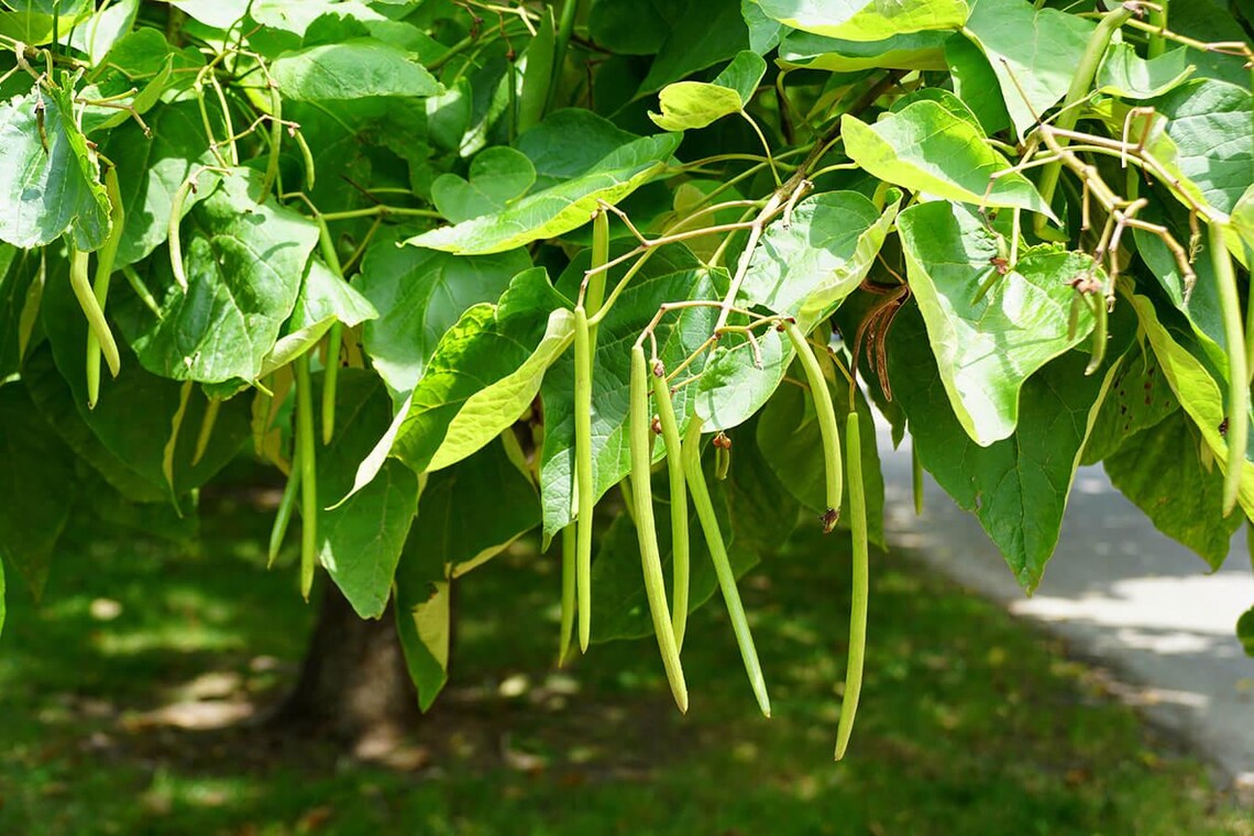 1 Northern Catalpa Tree Catalpa Speciosa Bare Root Starter Plant - Etsy
