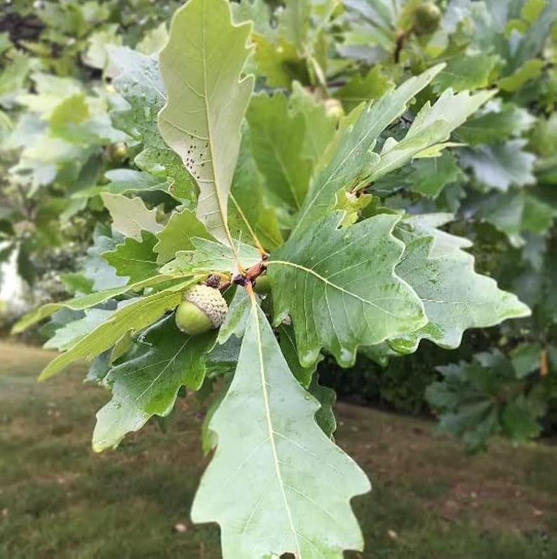 5 Swamp White Oak Tree 12-24" Quercus Bicolor Bare Root Starter Plant ...