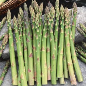 May include: Fresh asparagus spears with green stalks and purple-tinged tips. The spears are arranged in a bundle, showcasing their vibrant color and texture. A healthy and natural food item.