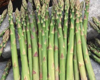 20 Jersey Giant Asparagus Bare Roots - Asparagus officinalis