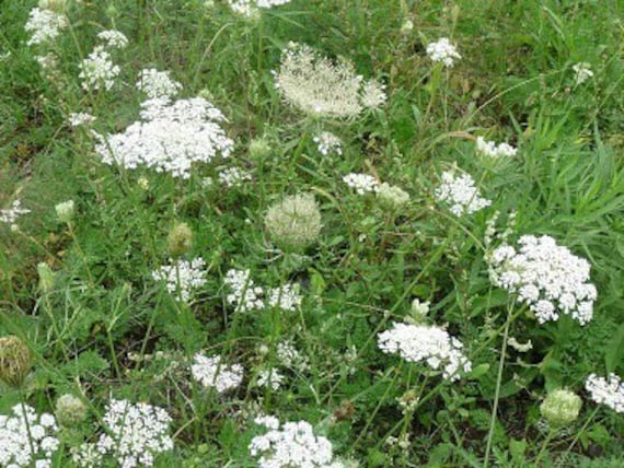 Queen anne's on sale lace daucus carota