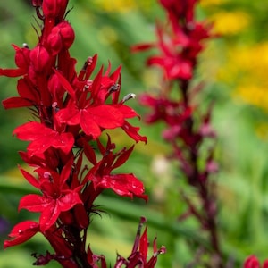 May include: Close-up of vibrant red cardinal flowers in full bloom. The petals are a deep, rich red, with a delicate, textured appearance. The flowers are clustered along a dark green stem, set against a blurred green and yellow background.