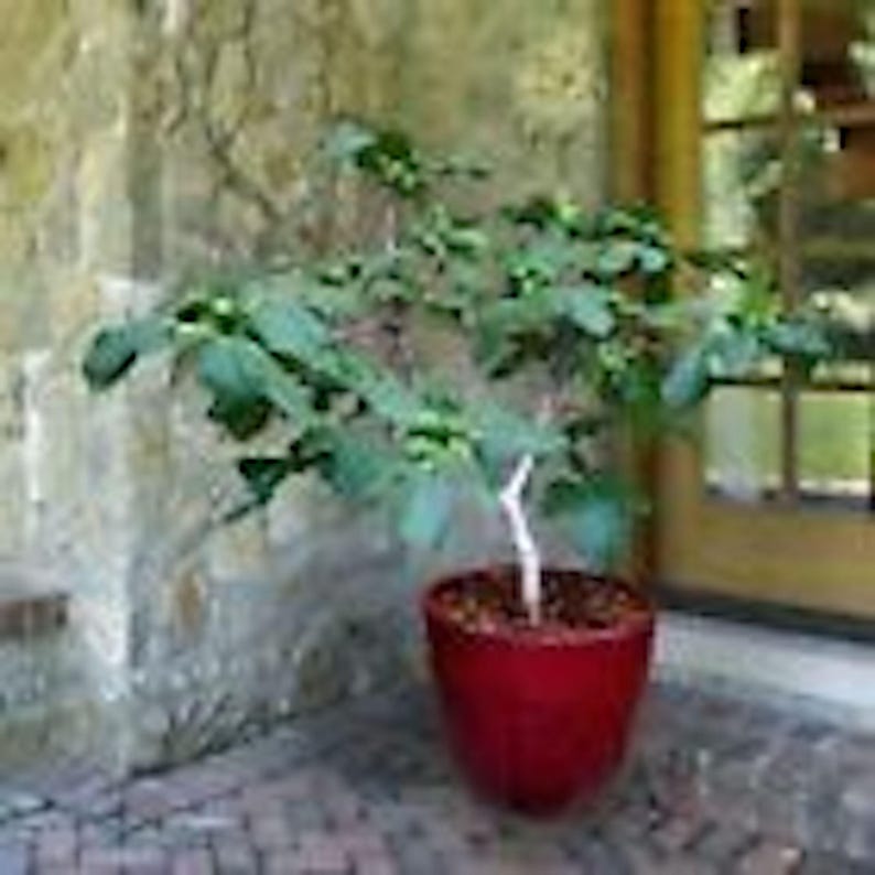 May include: A small, green leafy plant in a red pot. The plant is growing in a room with a window in the background.