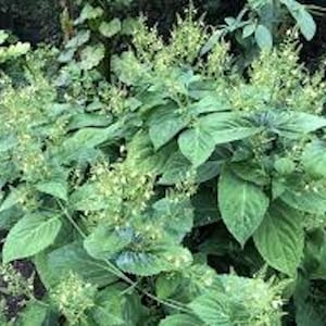 May include: A close-up of a green leafy plant with small white flowers. The plant is in bloom and has a lush, vibrant appearance.