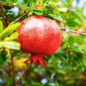 May include: A ripe, red pomegranate fruit hangs from a branch, surrounded by green leaves. The pomegranate has a textured surface and a crown-like base. The image is a close-up, highlighting the fruit's vibrant color and natural setting.