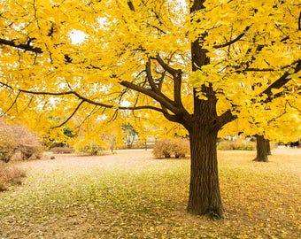 1 Gingko Tree 12-24" Ginkgo biloba Bare Root Starter Plant
