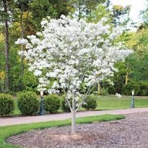 May include: A white flowering dogwood tree in full bloom, with a single trunk and branches reaching out to the sides. The tree is planted in a landscaped area with mulch and green grass.