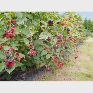 Puede incluir: Una hilera de arbustos de moras cargados de bayas maduras. Las bayas var&iacute;an en color de rojo oscuro a negro, contrastando con las hojas verdes. Los arbustos est&aacute;n plantados en un campo, con una zona de c&eacute;sped al fondo.