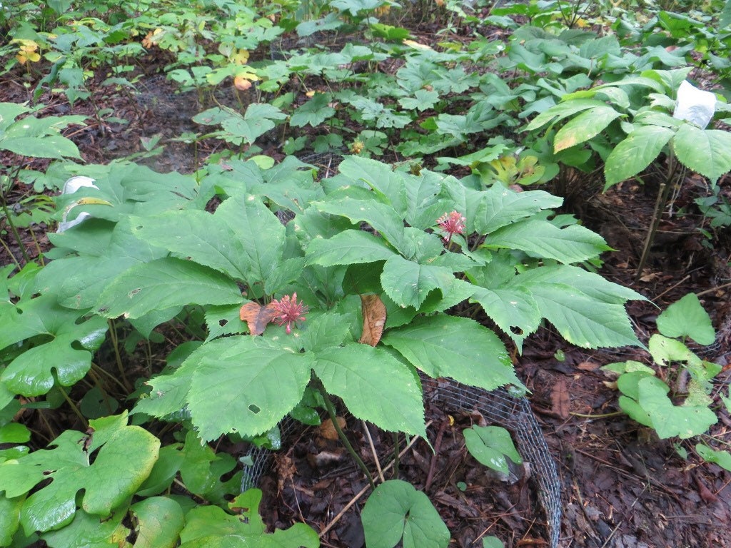 Ginseng, the Divine Root by David A. Taylor Ginseng, the Divine Root by David A. Taylor