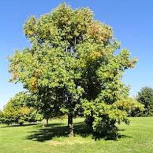 May include: A large tree with green and yellow leaves stands in a grassy field under a clear blue sky. The tree's trunk is visible, and its branches spread out, creating a full canopy. The grass is a vibrant green.