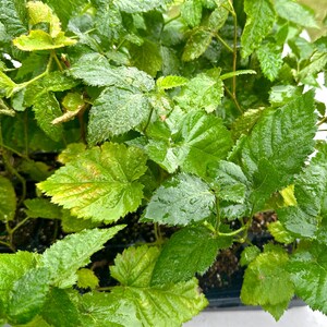 K&ouml;nnte beinhalten: Nahaufnahme eines Tabletts mit jungen gr&uuml;nen Pflanzen mit gro&szlig;en, strukturierten Bl&auml;ttern. Die Bl&auml;tter sind ein leuchtendes Gr&uuml;n mit etwas Vergilbung und Wassertr&ouml;pfchen. Die Pflanzen scheinen gesund und bereit zum Umpflanzen zu sein.