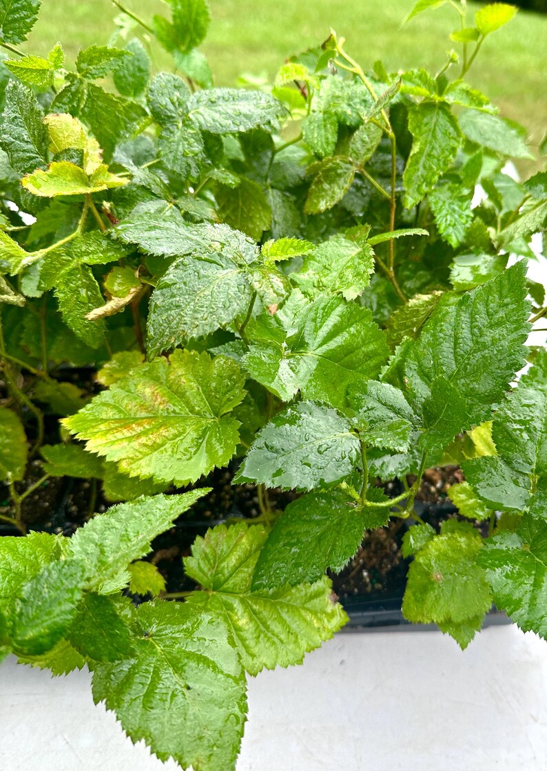 K&ouml;nnte beinhalten: Nahaufnahme eines Tabletts mit jungen gr&uuml;nen Pflanzen mit gro&szlig;en, strukturierten Bl&auml;ttern. Die Bl&auml;tter sind ein leuchtendes Gr&uuml;n mit etwas Vergilbung und Wassertr&ouml;pfchen. Die Pflanzen scheinen gesund und bereit zum Umpflanzen zu sein.