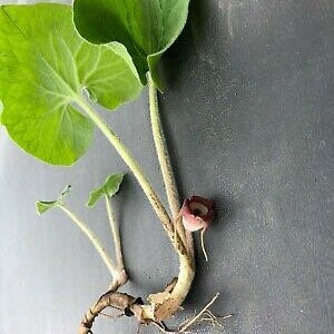 10 Wild Ginger Plants Bare Roots Asarum Canadense Organic Planting Stock Perennial image 10