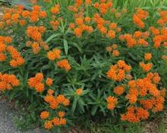 10 Butterfly Weed Plant Asclepias Tuberosa Milkweed Bare Root Native Wildflower Pleurisy Root