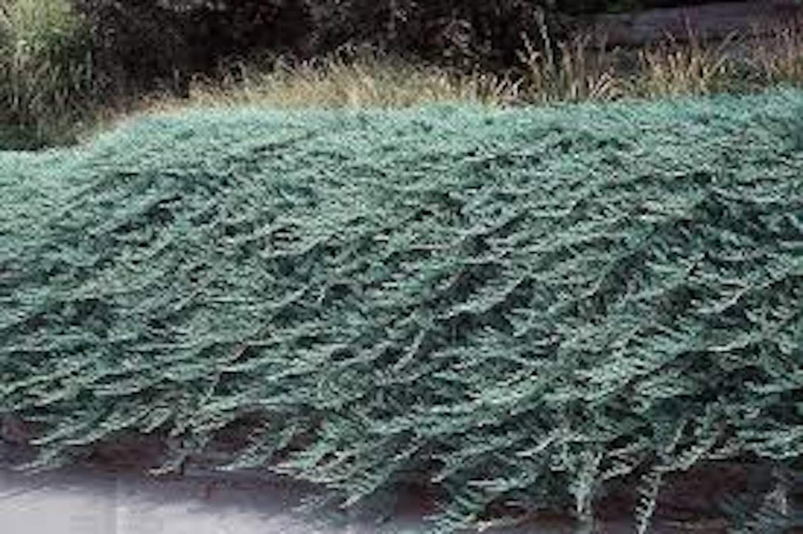 10 Blue Rug Juniper Shrub Juniperus Horizontalis Wiltonii Live Starter ...