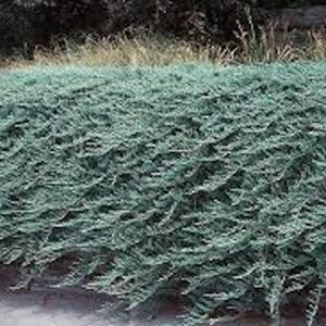 May include: A dense, low-growing ground cover with blue-green foliage. The plant has a textured appearance, with small, needle-like leaves. The background features dry grass and a hint of a stone border. This evergreen shrub is suitable for landscaping.