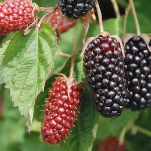 May include: Close-up of blackberries and raspberries on the vine. The blackberries are a deep, shiny black, while the raspberries are a vibrant red. Green leaves provide a natural backdrop, showcasing the fresh fruit.