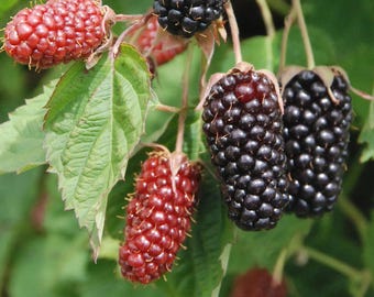 May include: Close-up of blackberries and raspberries on the vine. The blackberries are a deep, shiny black, while the raspberries are a vibrant red. Green leaves provide a natural backdrop, showcasing the fresh fruit.