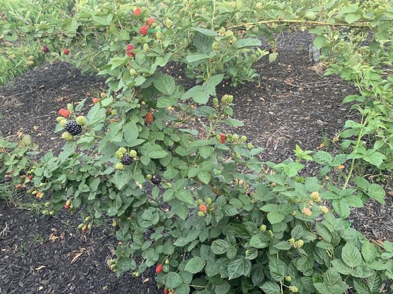 May include: A close-up of a blackberry bush with green leaves and various stages of berries. Some berries are green, some are red, and some are ripe and black. The bush is in a garden setting.