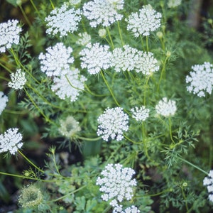 5 Queen Anne’s Lace Plants Bare Root Daucus Carota Perennial Wildflower Transplant Medicinal Herb Bulbs For Planting
