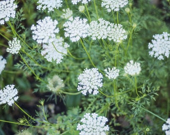 5 Queen Anne’s Lace Plants Bare Root Daucus Carota Perennial Wildflower Transplant Medicinal Herb Bulbs For Planting