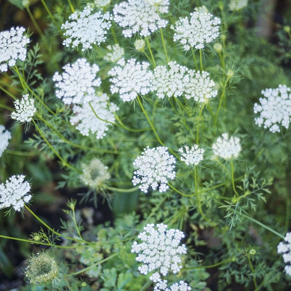 3 Queen Anne’s Lace Plants Bare Root Daucus Carota Perennial Wildflower Transplant Medicinal Herb Bulbs For Planting