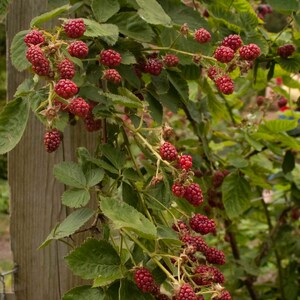 Puede incluir: Primer plano de una planta de mora con moras rojas maduras. Las bayas est&aacute;n agrupadas en tallos verdes con hojas verdes. La planta crece cerca de un poste de madera. Las bayas est&aacute;n listas para la cosecha.
