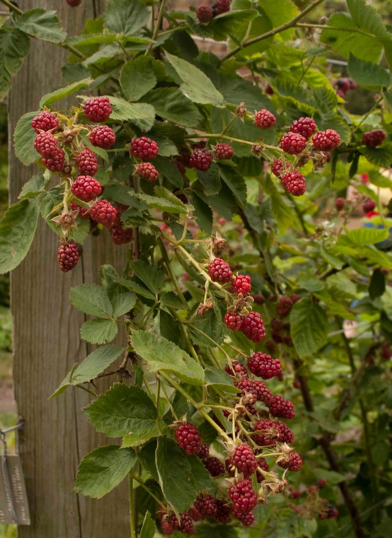 Puede incluir: Primer plano de una planta de mora con moras rojas maduras. Las bayas est&aacute;n agrupadas en tallos verdes con hojas verdes. La planta crece cerca de un poste de madera. Las bayas est&aacute;n listas para la cosecha.